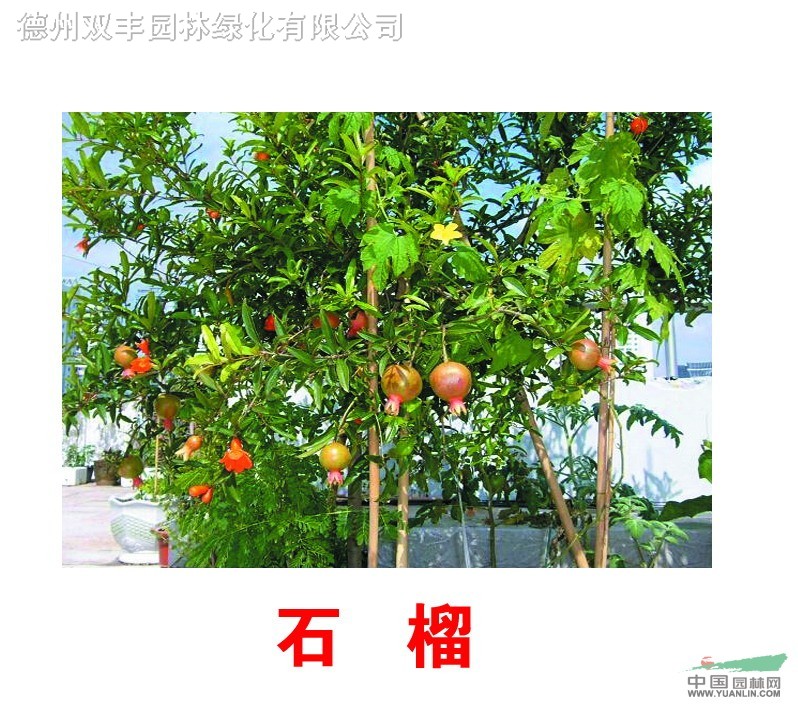 木槿、法桐、石榴樹、大葉女貞