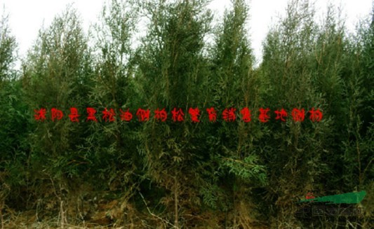 江蘇沭陽(yáng)基地低價(jià)供應(yīng)批發(fā)側(cè)柏