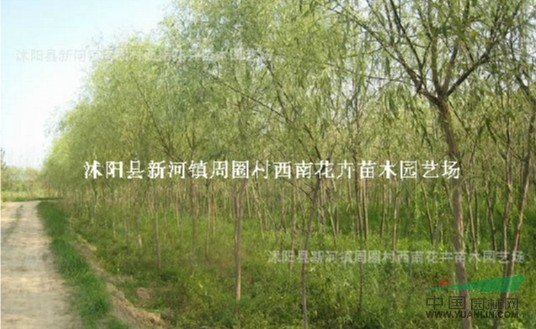 江蘇沭陽基地低價供應批發(fā)垂柳 金絲垂柳