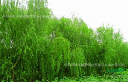江蘇沭陽基地低價供應批發(fā)垂柳 金絲垂柳