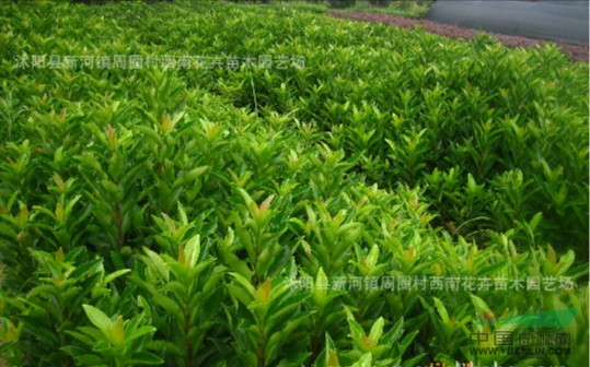蘇北法國(guó)冬青銷售中心，供應(yīng)法青苗木
