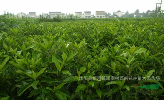 蘇北法國(guó)冬青銷售中心，供應(yīng)法青苗木