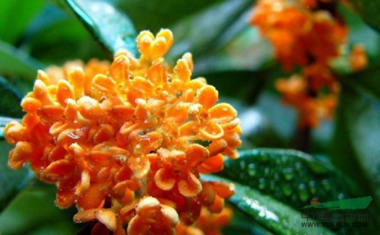 桂花