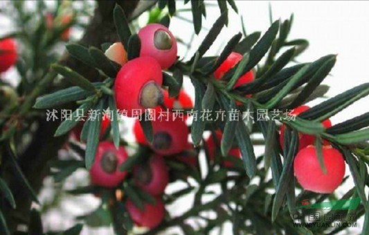 紅豆杉