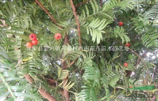 紅豆杉