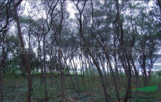 江蘇沭陽基地低價供應(yīng)批發(fā)金合歡