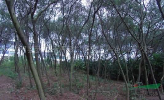 江蘇沭陽基地低價供應(yīng)批發(fā)金合歡