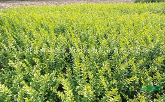 西南花卉特價供應(yīng)金葉女貞球 金葉女貞價格 金葉女貞基地