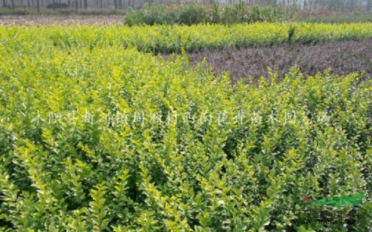 西南花卉特價供應(yīng)金葉女貞球 金葉女貞價格 金葉女貞基地