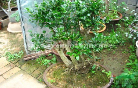 江蘇沭陽(yáng)基地低價(jià)供應(yīng)批發(fā)無(wú)刺枸骨盆景