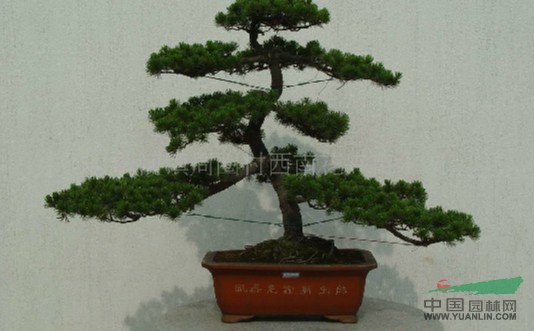 江蘇沭陽(yáng)基地低價(jià)供應批發(fā)五針松盆景
