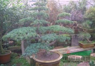 江蘇沭陽(yáng)基地低價(jià)供應批發(fā)五針松盆景