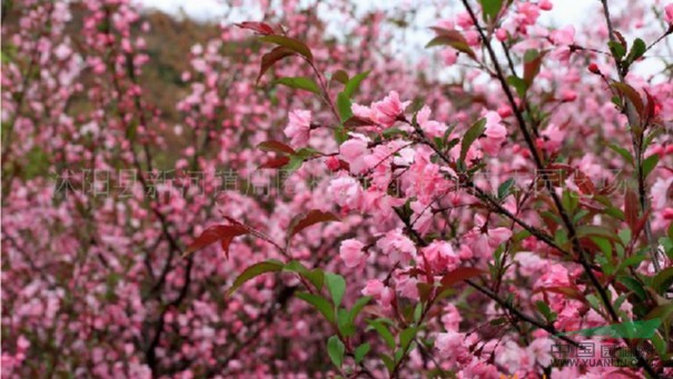 江蘇櫻花介紹
