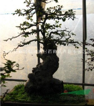 江蘇沭陽(yáng)基地低價(jià)供應(yīng)批發(fā)榆樹盆景