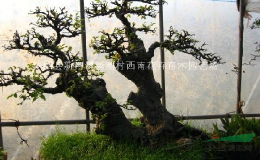 江蘇沭陽(yáng)基地低價(jià)供應(yīng)批發(fā)榆樹盆景