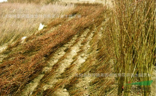 江蘇沭陽(yáng)基地低價(jià)供應(yīng)批發(fā)紫穗槐