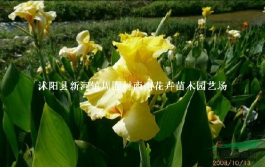 江蘇沭陽基地低價(jià)供應(yīng)批發(fā)美人蕉