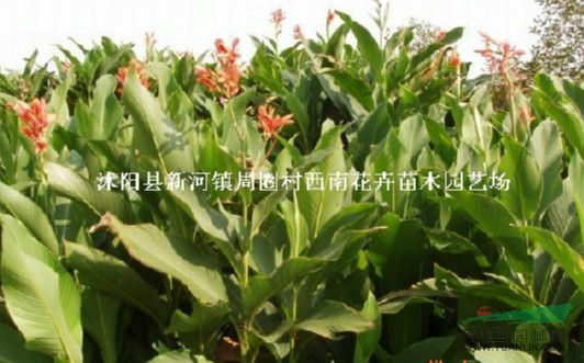江蘇沭陽基地低價(jià)供應(yīng)批發(fā)美人蕉