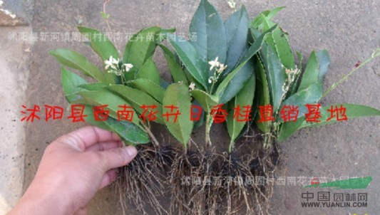 江蘇沭陽基地低價供應(yīng)批發(fā)日香桂