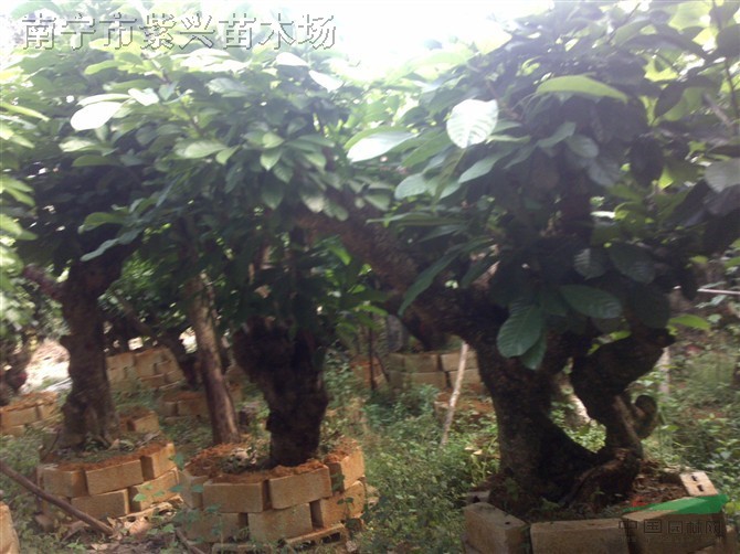 廣西萍婆樁 直徑30-80公分的蘋婆樁 萍婆樹樁 蘋婆樹樁