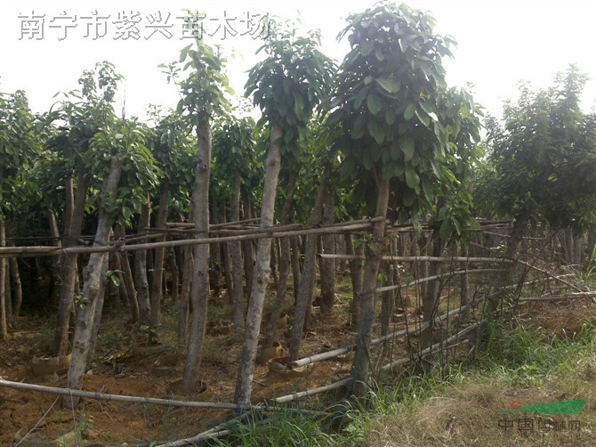 直徑8-15公分的萍婆容器苗 蘋婆樹袋苗 廣西移栽蘋婆樹