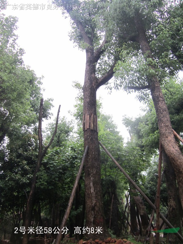 香樟2