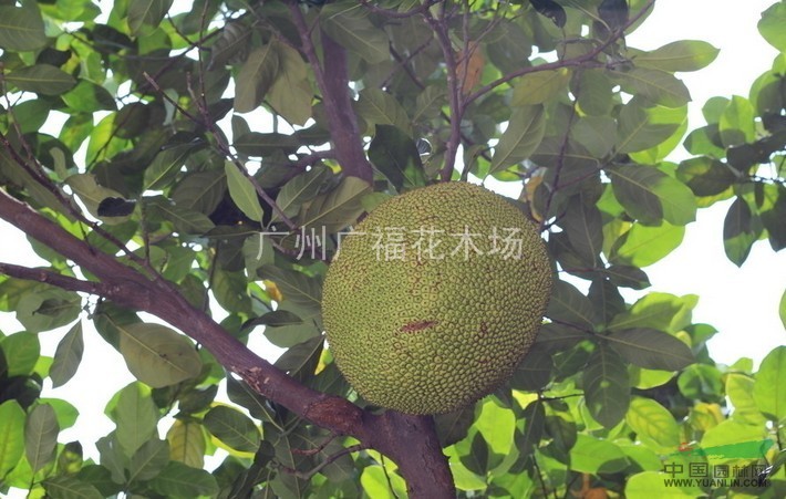 供應(yīng)菠蘿蜜（大樹菠蘿）