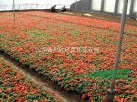 山東濰坊非洲鳳仙 非洲鳳仙供應(yīng) 出售山東濰坊非洲鳳仙價格供應(yīng)