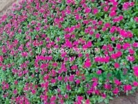 山東草花批發(fā)長春花 長春花供應(yīng) 出售山東草花長春花價格