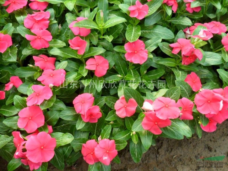 山東草花批發(fā)長春花 長春花供應(yīng) 出售山東草花長春花價格