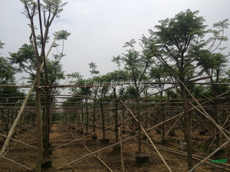 大量種植各種工程苗木
