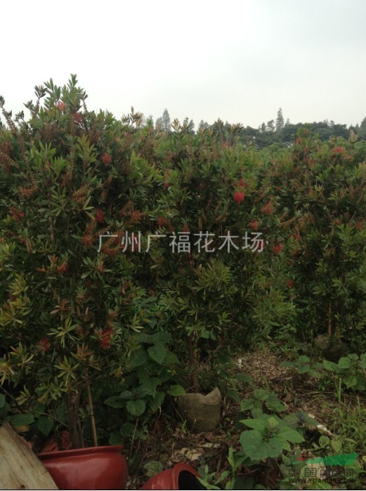 紅千層