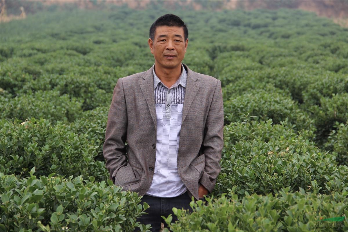 大葉黃楊球