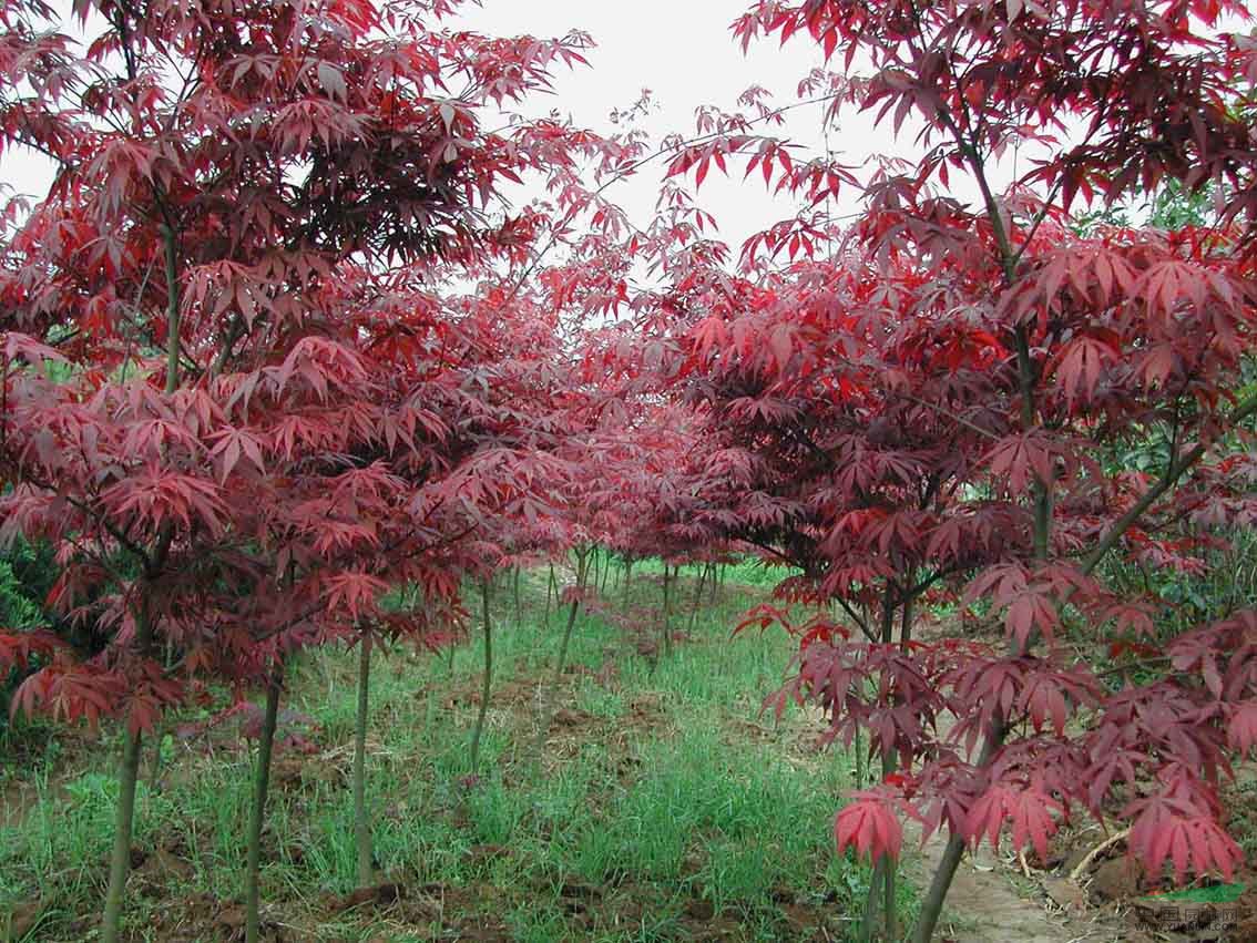  綠化苗木紅楓價格