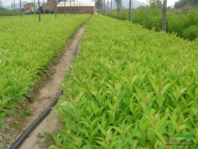 綠化苗木紅王子錦帶價(jià)格
