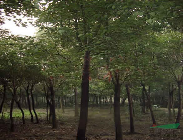 綠化苗木櫸樹價(jià)格
