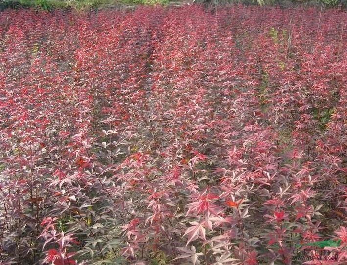  綠化苗木紅楓價格