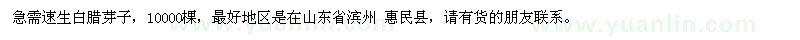 求購(gòu)速生白臘芽子10000棵，急