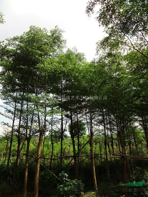小葉欖仁