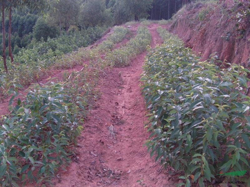 臺灣山櫻花苗 臺灣山櫻花、飛寒櫻 緋寒櫻