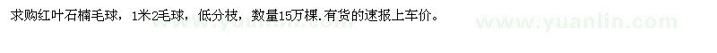 求購(gòu)紅葉石楠毛球 