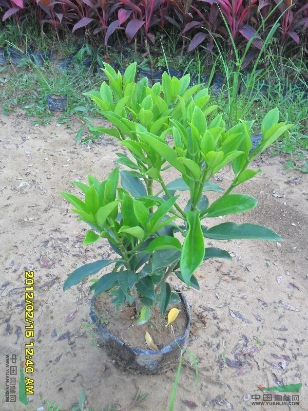 非洲茉莉袋苗