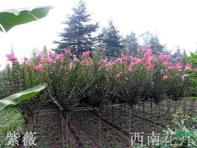 江蘇沭陽基地低價(jià)供應(yīng)紫薇2-8cm，花木之鄉(xiāng)最優(yōu)惠綠化苗木
