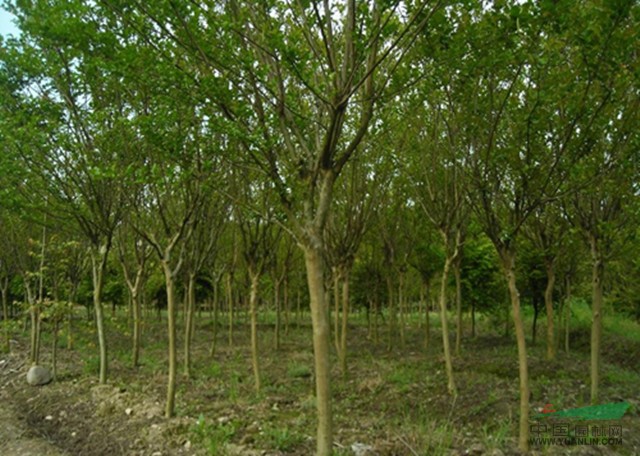 江蘇沭陽基地低價(jià)供應(yīng)紫薇2-8cm，花木之鄉(xiāng)最優(yōu)惠綠化苗木