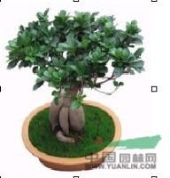 榕樹，人參榕