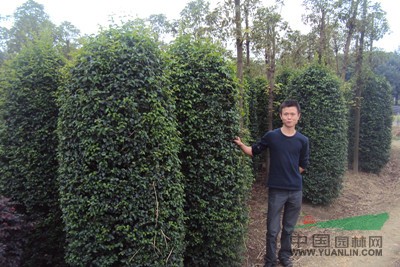 供應(yīng)女貞柱 湖南女貞柱價(jià)格 80-200公分高度小葉女貞柱價(jià)