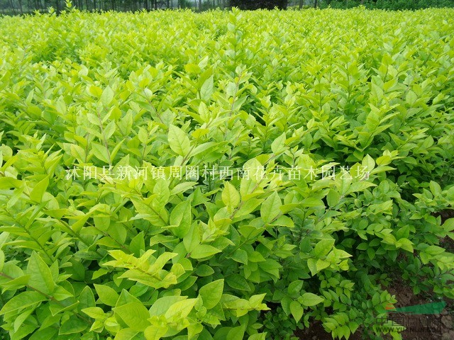 江蘇沭陽基地低價供應(yīng)批金葉女貞價格 ，江蘇金葉女貞行情最低價