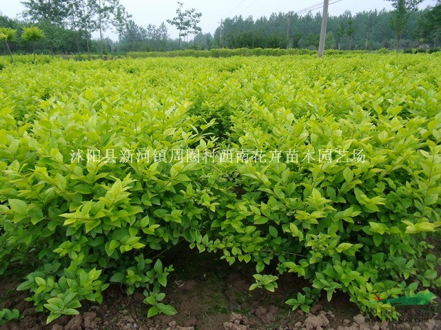 江蘇沭陽基地低價供應(yīng)批金葉女貞價格 ，江蘇金葉女貞行情最低價