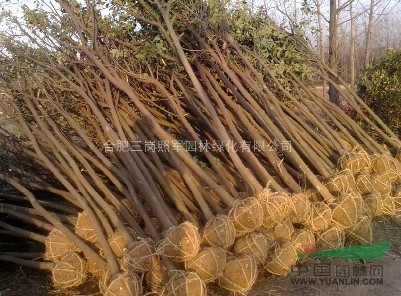 安徽肥西大量供應(yīng)大葉女貞，紫薇，三角楓廣玉蘭，桂花香樟紅葉李