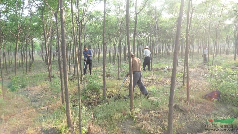 鄉(xiāng)土樹種苦楝、桑樹、楓楊、還有構樹等樹種